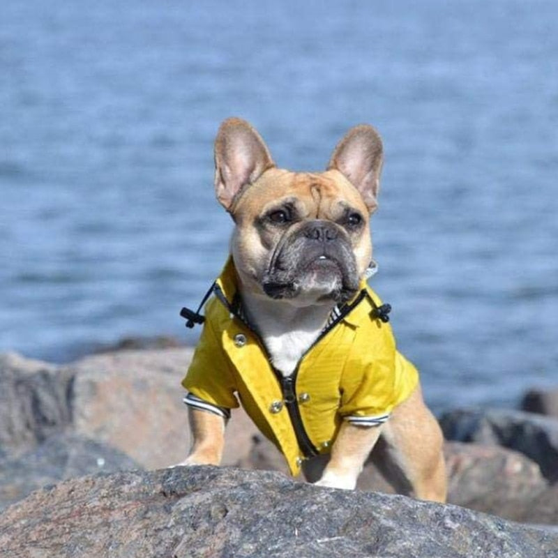 Yellow Pet Raincoat