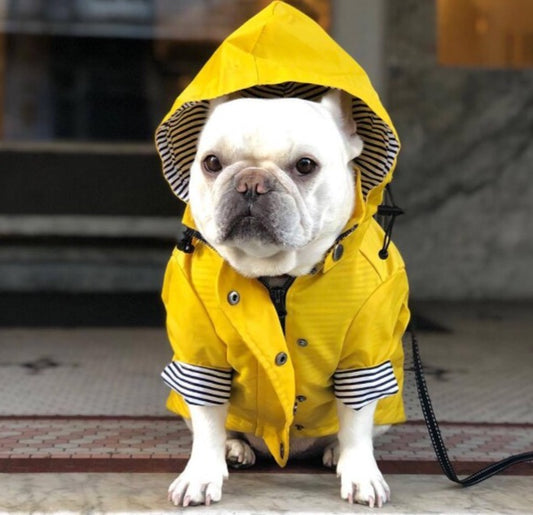 Yellow Pet Raincoat